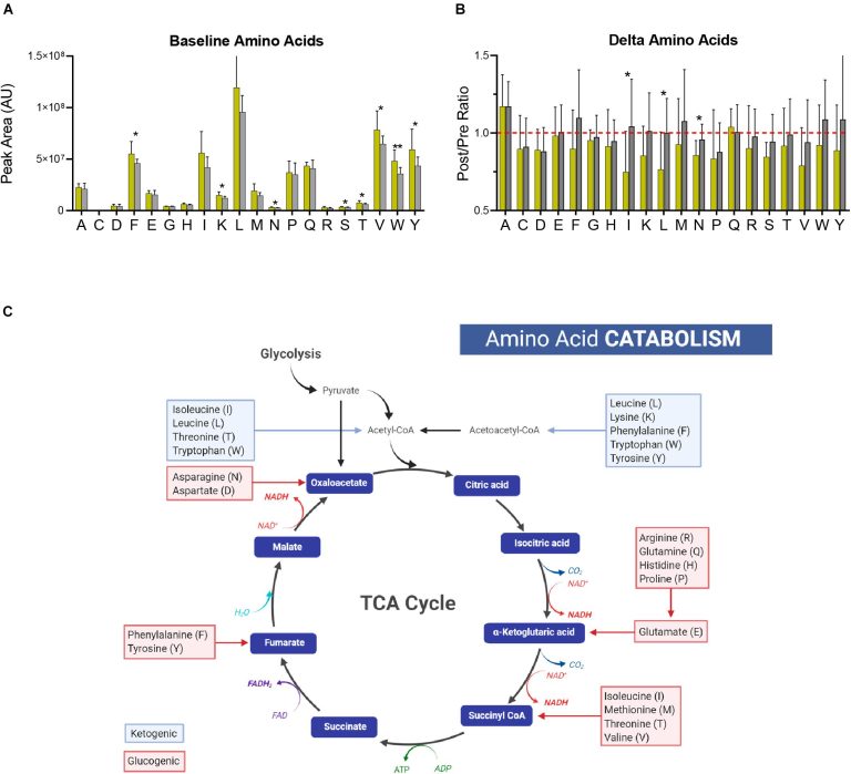 Optimal Protein Needs for Endurance Cyclists Explained