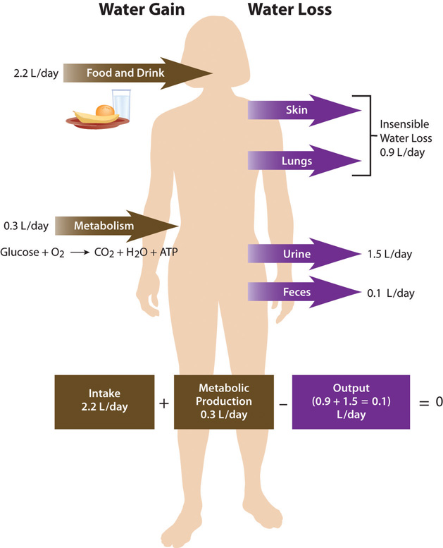 Optimal Water Intake for Cyclists: Stay Hydrated & Perform Better